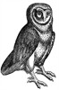 Owl